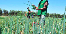 No Piauí, 31% dos produtores rurais estão negativados