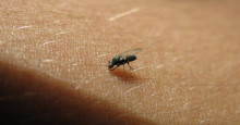 Virose da mosca: saiba o que é e como se prevenir