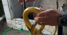 Polícia Ambiental resgata cinco serpentes próximo de residências em Teresina