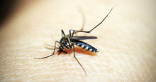 Teresina registrou mais de 500 casos de dengue nos dois primeiros meses de 2023