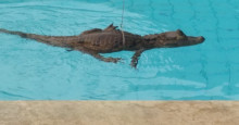 Jacaré é encontrado nadando em piscina de condomínio na zona Leste de Teresina