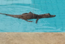 Jacaré é encontrado nadando em piscina de condomínio na zona Leste de Teresina