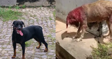 Teresina: após ataques de Rottweilers, moradores do Residencial Cidade Sul relatam medo
