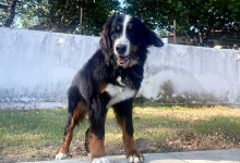 Empresária faz campanha para encontrar cadela desaparecida há uma semana em Teresina