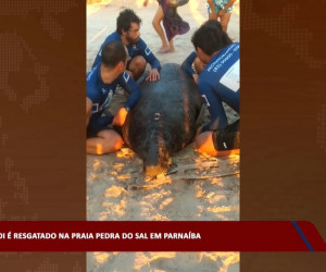 TV O Dia - Peixe-boi é resgatado na praia Pedra do Sal em Parnaíba 07 02 2023